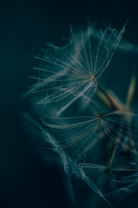 Seed level / flying seeds on a withered plant Seed level / flying seeds on a withered plant